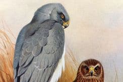 2nd November 2022. Thorburn Bird Prints