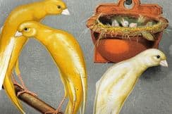 2nd November 2024. Casell's Canaries and Cage-Birds