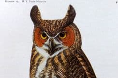 30th August 2025. Eaton & Fuertes Birds of New York