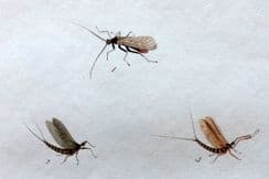 30th August 2025. Ronalds Fly Fishing Prints