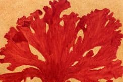 30th August 2025. Seaweed - Original Pen, Ink & Watercolours