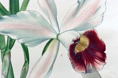 30th August 2025. Step Botanical Prints