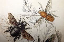 30th December 2023. Jardine Bee Prints