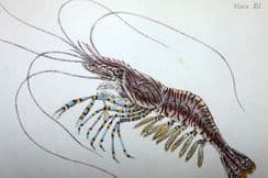 30th December 2023. Sowerby Sea Life Prints