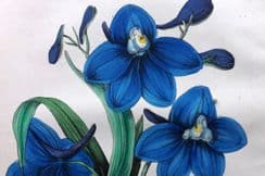 30th June 2022. Floricultural Cabinet Botanical Prints