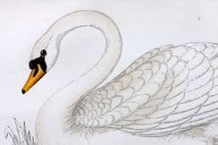 30th June 2022. Morris Bird Prints