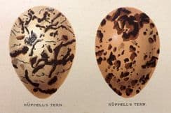 30th June 2022. Seebohm First Edition Eggs