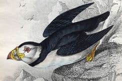 30th March 2022. Jardine Birds of Great Britain