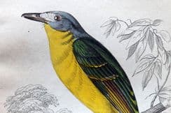 30th March 2022. Jardine Birds of West Africa