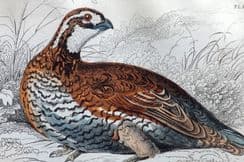 30th March 2022. Jardine Game Birds