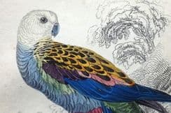 30th March 2022. Jardine Parrots