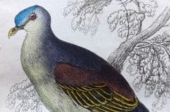 30th March 2022. Jardine Pigeons