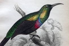 30th March 2022. Jardine Sun-Birds