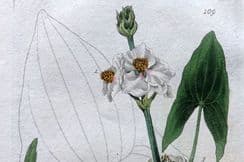 30th March 2023. Baxter Botanical Prints