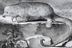 30th March 2023. Buffon First Edition 4to Animals