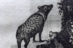 30th March 2023. Buffon & Smellie Animals