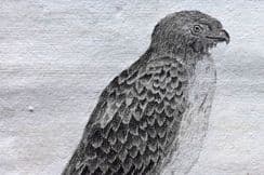 30th March 2023. Buffon & Smellie Birds