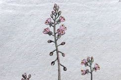 30th March 2023. Sowerby First Edition Botanicals