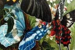 30th November 2022. Brehm Natural History Prints