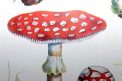 30th November 2024. Massee Mushroom Prints