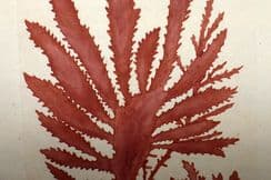 30th October 2024. Sowerby First Edition Botanicals