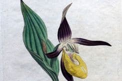 30th September 2022. Sowerby 1st Edition Botanicals