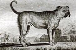 31st January 2024. Buffon Dog Prints