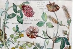 31st January 2024. Harriet Isabel Adams Botanical Prints