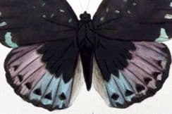 31st January 2024. Lepidoptera Indica - Rare Indian Butterflies