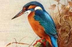 31st January 2025. Thorburn Bird Prints