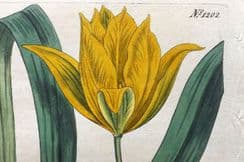 31st October 2024. Curtis's Botanical Magazine