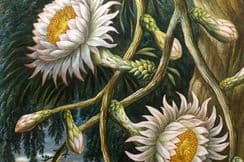3rd April 2026. Pouchet Birds, Botanical, Natural History, Travel