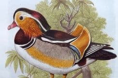 3rd February 2023. Cassell & Jones Bird Prints