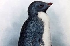 3rd February 2023. Lankester Antarctic Rare Birds & Natural History