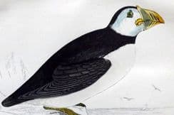 3rd January 2023. Morris Bird Prints