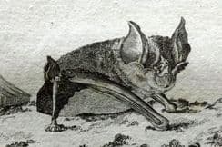 3rd January 2024. Buffon Animal Prints