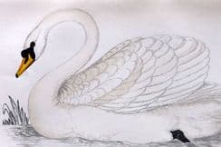 3rd July 2024. Morris Bird Prints