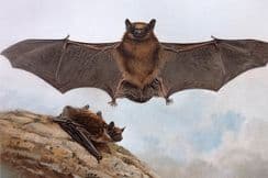 3rd May 2022. Millais Folio British Mammals