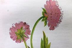 3rd May 2023. Anne Pratt Wild Flowers