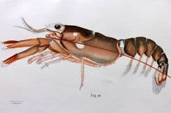 3rd May 2023. Herrick American Lobster Prints