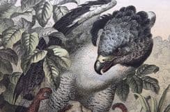 3rd May 2023. Hoffmann Bird Prints