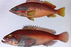 3rd May 2023. Perry Expedition - Natural History, Birds, Views