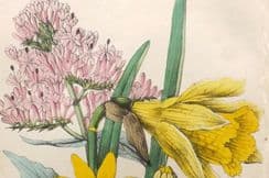 4th April 2022. Tyas Botanical Prints