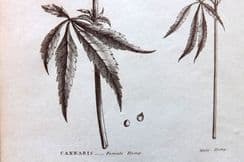 4th April 2023. Thomas Green Botanicals