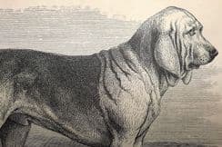 4th April 2024. Dalziel Dog Prints