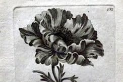 4th April 2024. Hill & Culpeper Botanicals
