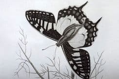 4th April 2024. Shaw Natural History Prints