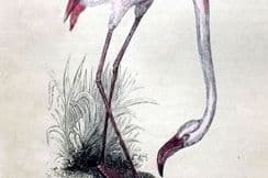 4th December 2023. Morris Birds
