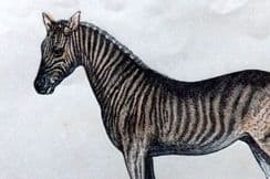4th December 2023. Morris Natural History