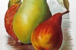 4th December 2023. Wright Fruit Prints